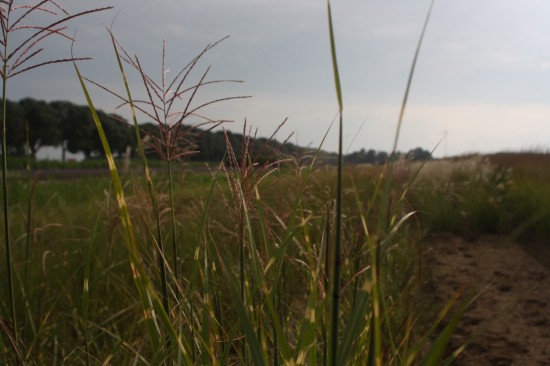 Miscanthus sinensis punktgen