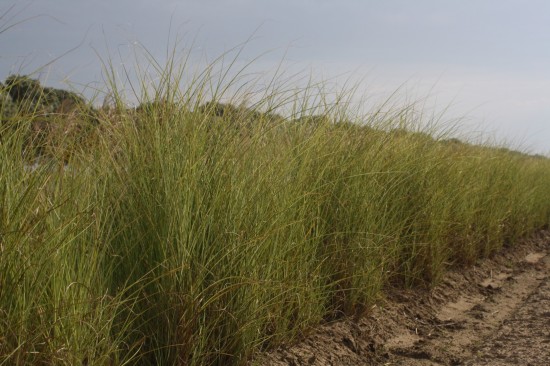 Miscanthus sinensis morning light