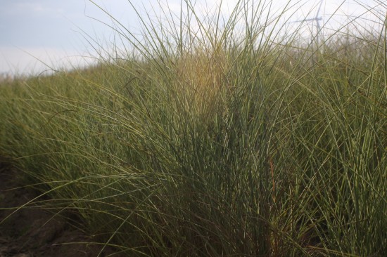 Miscanthus sinensis morning light