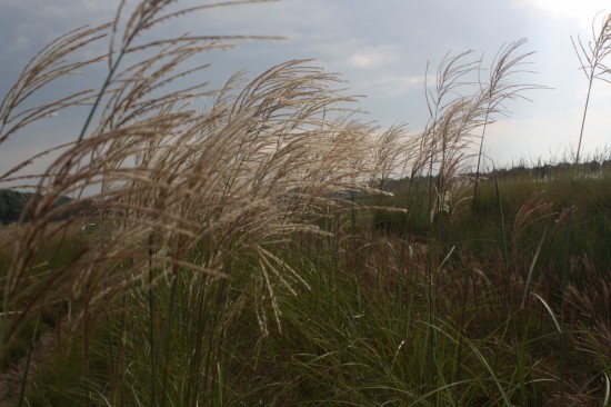 Miscanthus sinensis grosse fontäne