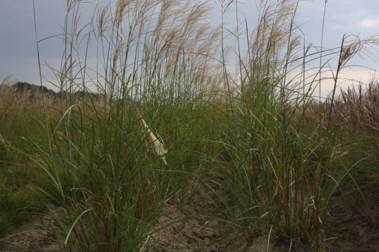 Miscanthus sinensis grosse fontäne