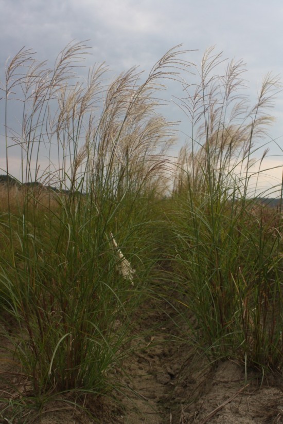 Miscanthus sinensis grosse fontäne