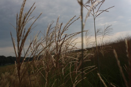 Miscanthus sinensis goliath