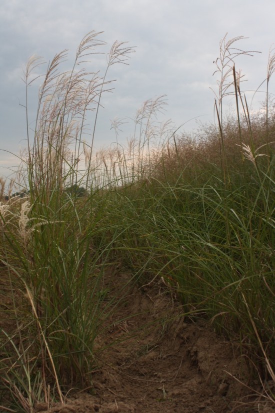 Miscanthus sinensis goliath