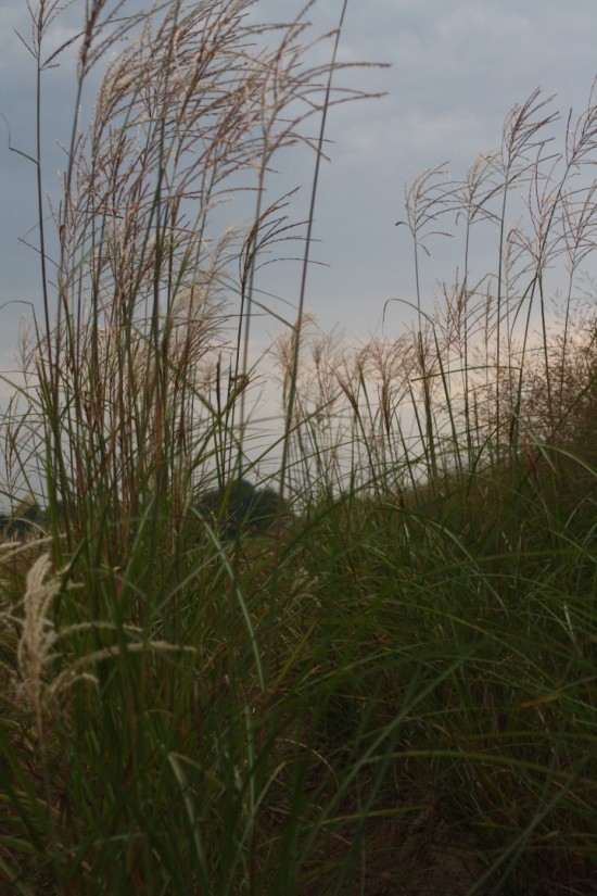 Miscanthus sinensis goliath