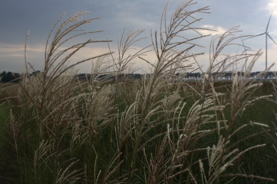 Miscanthus sinensis - Silberfeder