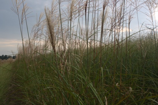 Miscanthus sinensis - Silberfeder