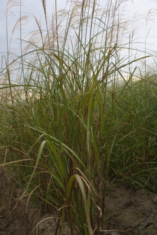 Miscanthus sinensis - Silberfeder