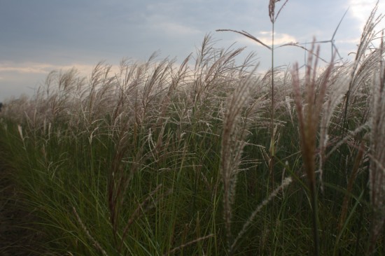 Miscanthus sinensis china