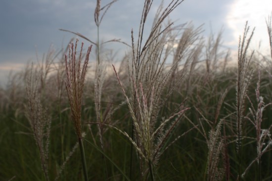 Miscanthus sinensis china