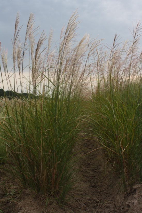Miscanthus sinensis china