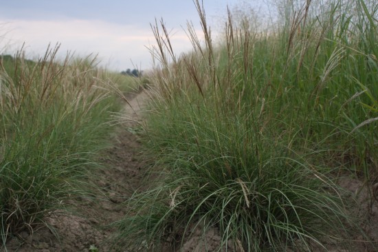 Miscanthus sinensis - Yaku dance