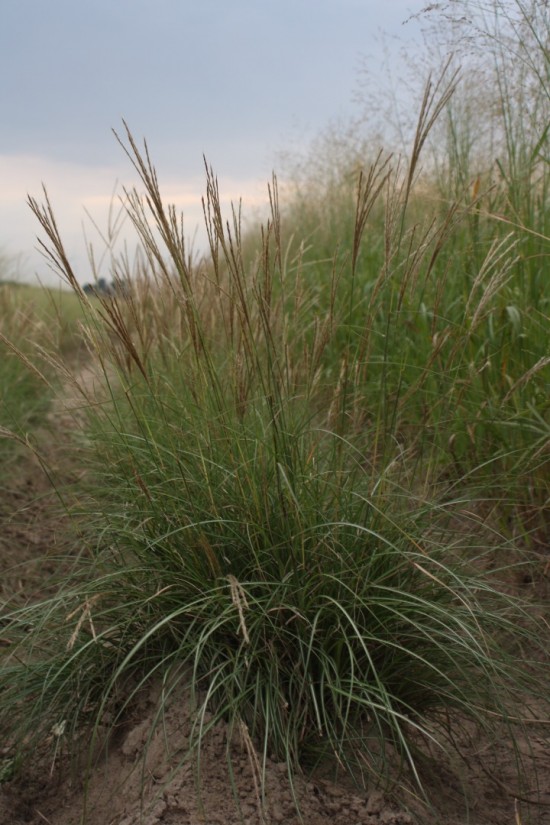 Miscanthus sinensis - Yaku dance