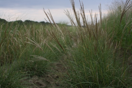 Miscanthus sinensis - Yaku dance