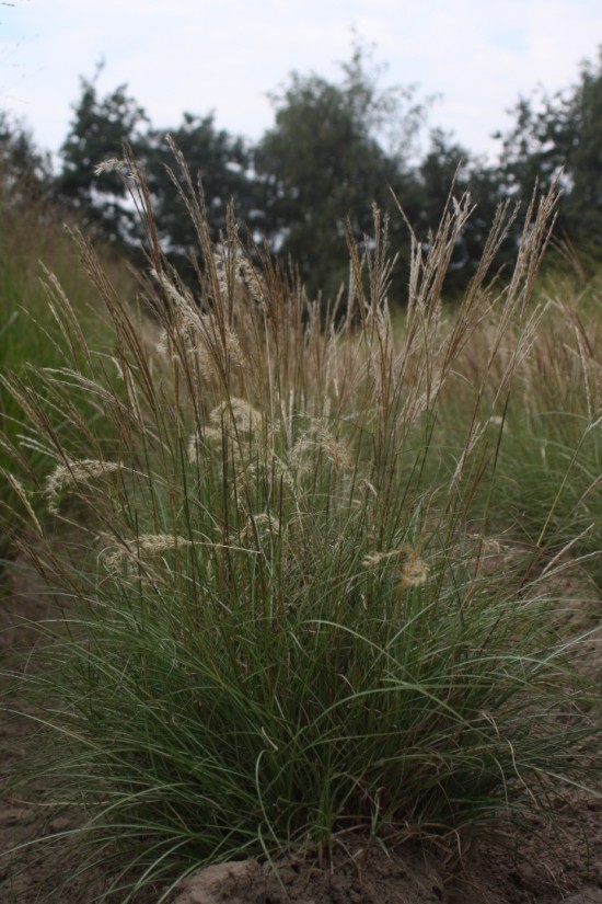 Miscanthus sinensis adiago
