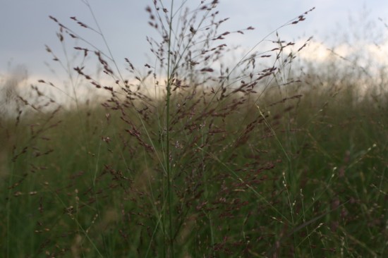 Panicum virgatum - Stafa