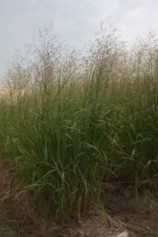 Panicum virgatum - Stafa