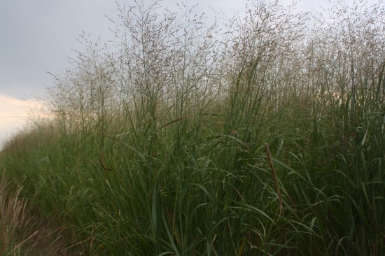 Panicum virgatum - Stafa