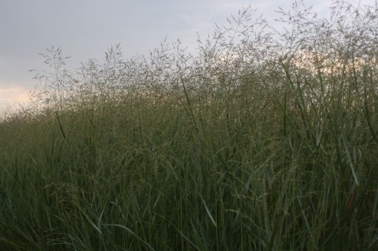 Panicum virgatum prairy sky