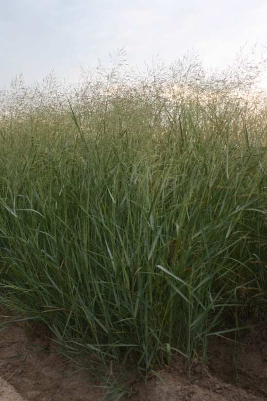 Panicum virgatum prairy sky