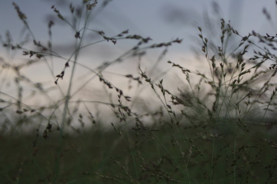 Panicum virgatum prairy sky