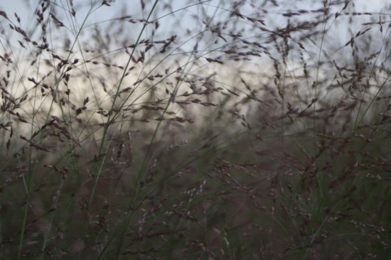 Panicum virgatum - Warrior