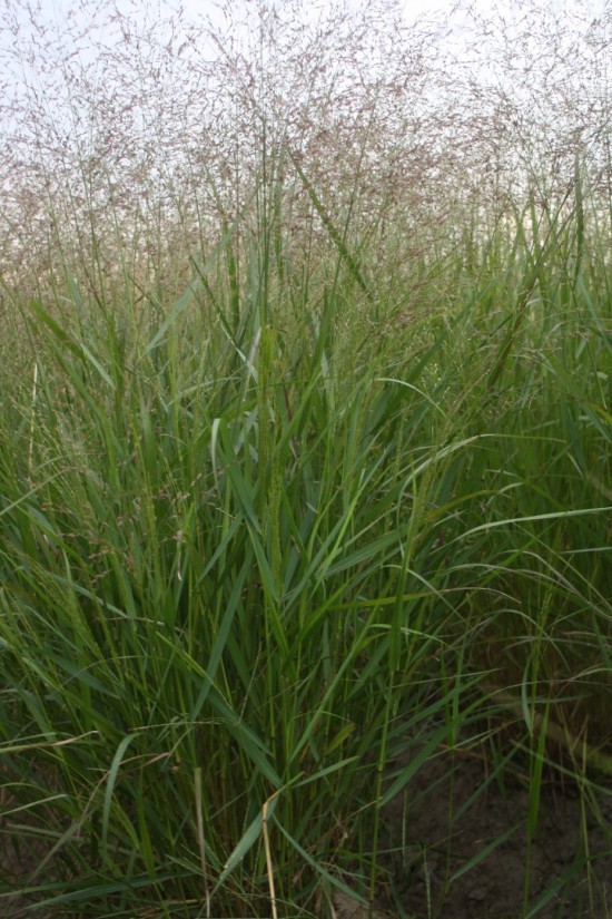 Panicum virgatum - Warrior