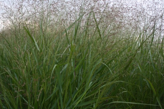 Panicum virgatum - Warrior