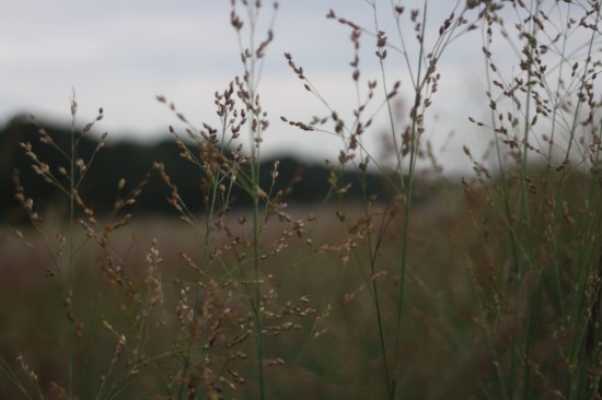 Panicum virgatum - Heavy Metal