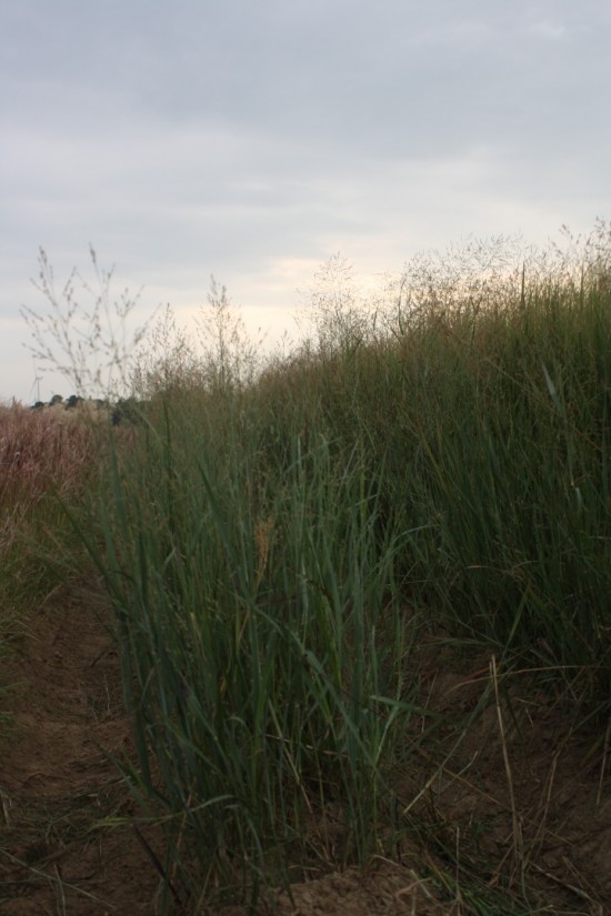Panicum virgatum - Heavy Metal
