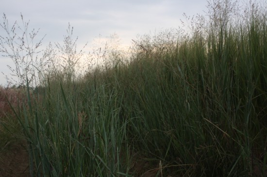 Panicum virgatum - Heavy Metal