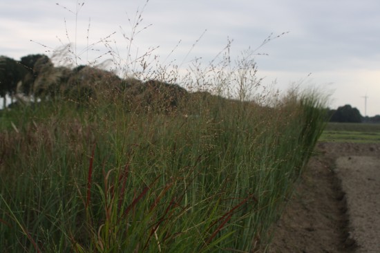 Panicum virgatum - Heiliger Hahn