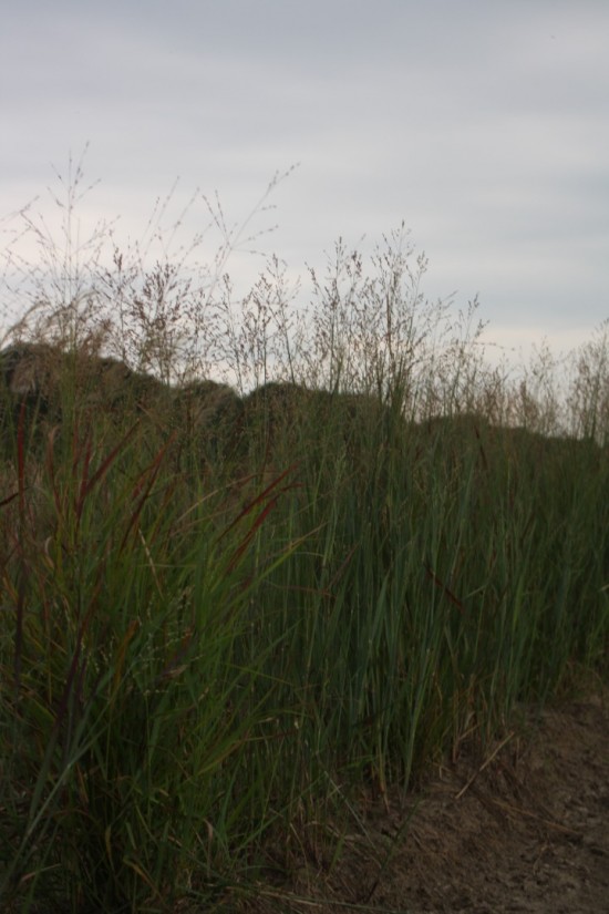 Panicum virgatum - Heiliger Hahn