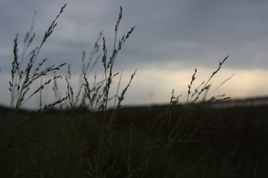 Panicum virgatum northwind
