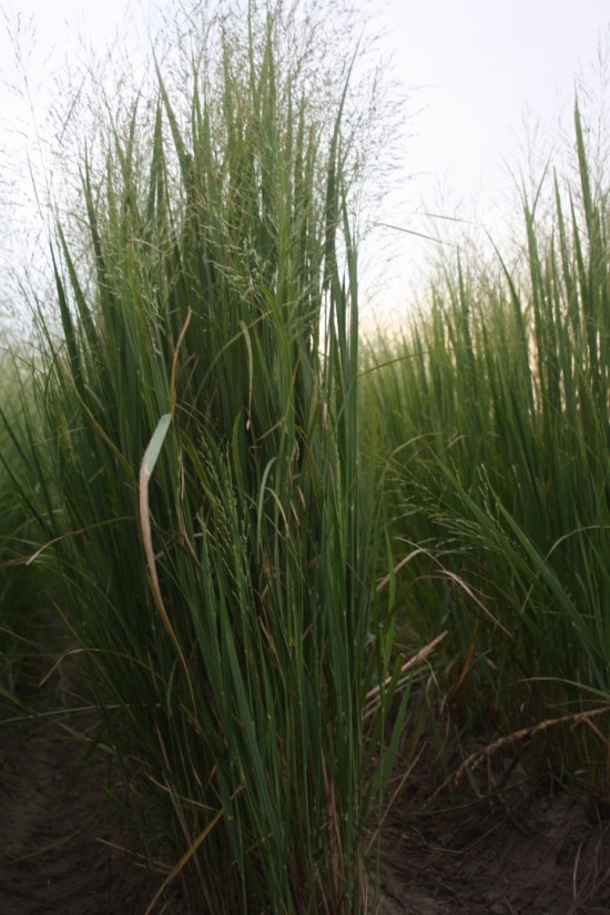 Panicum virgatum northwind