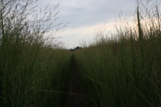 Panicum virgatum northwind