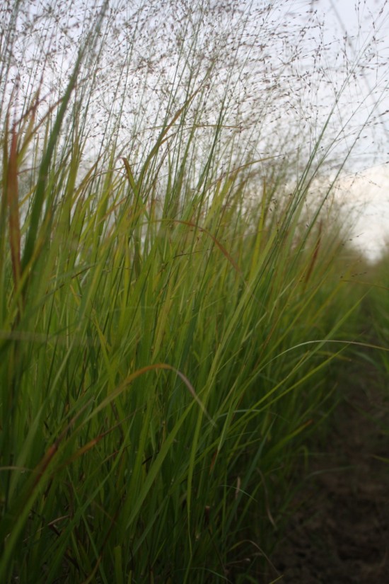 Panicum virgatum rehbraun