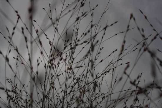 Panicum virgatum rehbraun