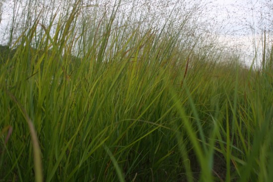 Panicum virgatum rehbraun