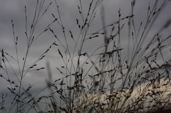 Panicum virgatum - Squaw