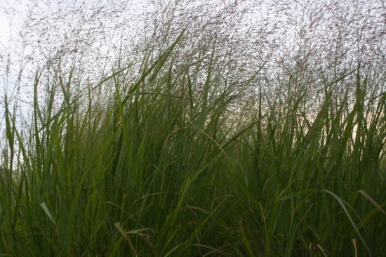 Panicum virgatum - Squaw