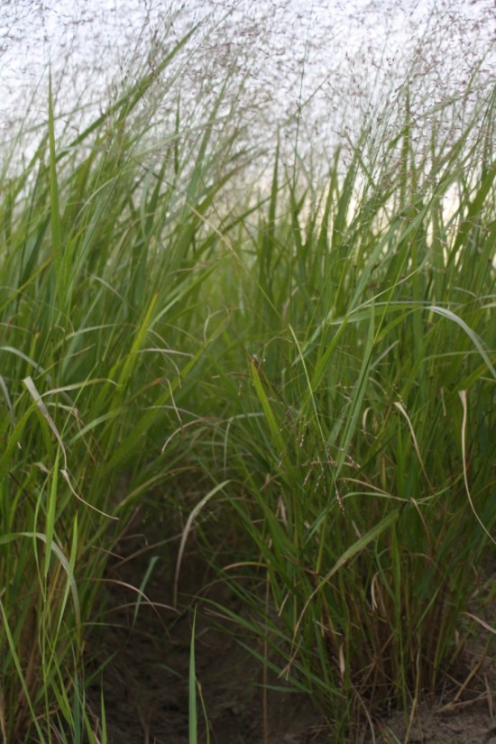 Panicum virgatum - Squaw