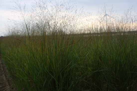 Panicum virgatum rothstrahlbush