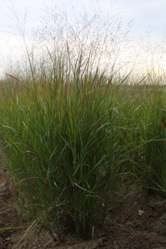Panicum virgatum rothstrahlbush