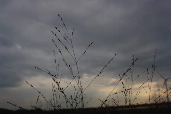 Panicum virgatum rothstrahlbush