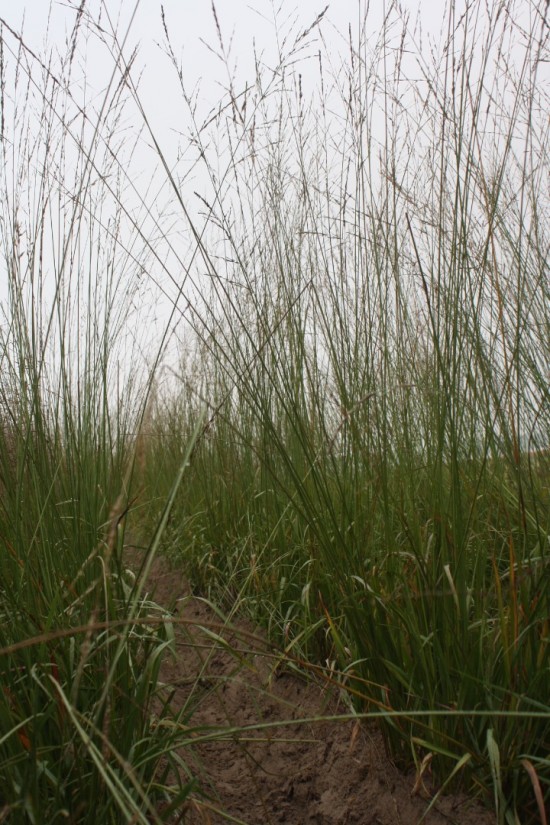 Molina caerulea heidebraut