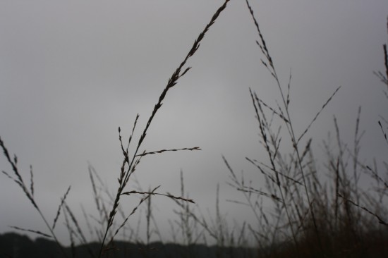 Molina caerulea heidebraut