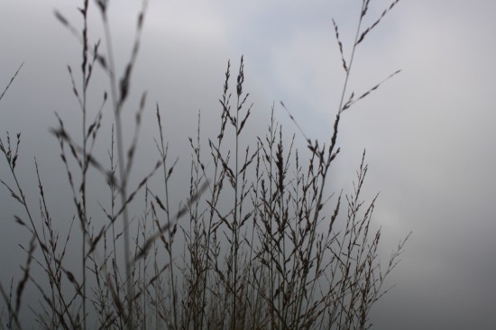 Molina caerulea daurnstahl