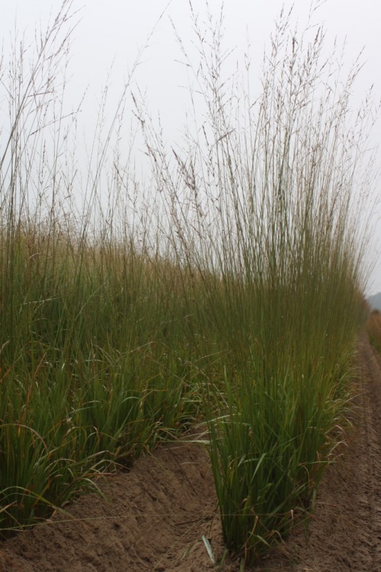 Molina caerulea daurnstahl