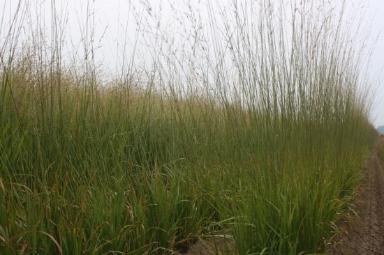 Molina caerulea daurnstahl